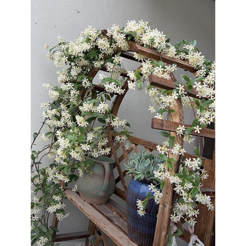 100pcs Hanging Jasmine seeds Four Seasons Blooming Indoor Balcony Bonsai Strong Fragrance Hanging Branch Jasmine Lazy Blooming