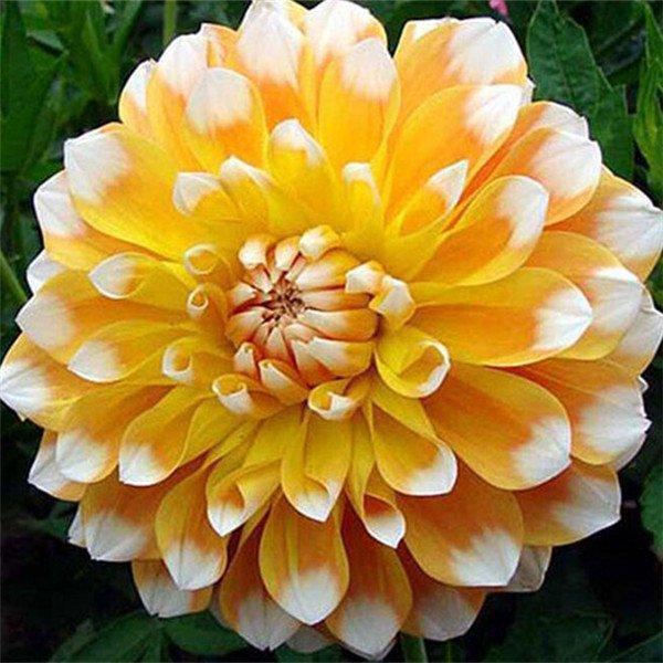 100Pcs Dahlia Bulb Flower Seeds Bonsai Flower