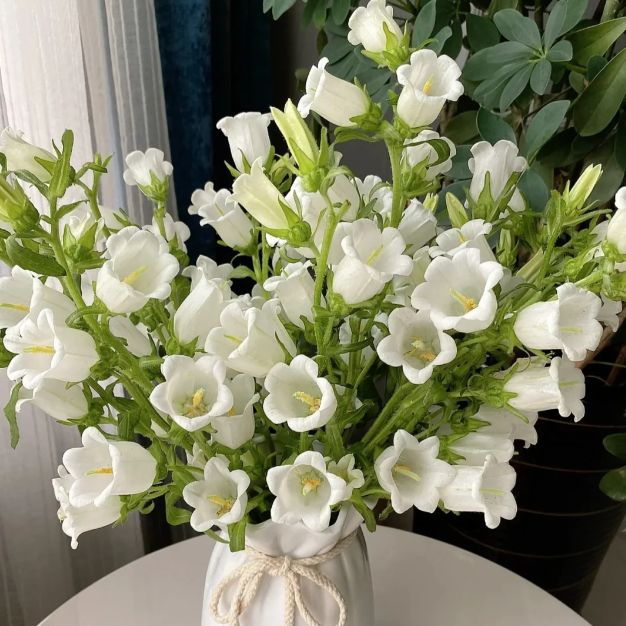 🔔Bellflower Seeds—Lucky Flower