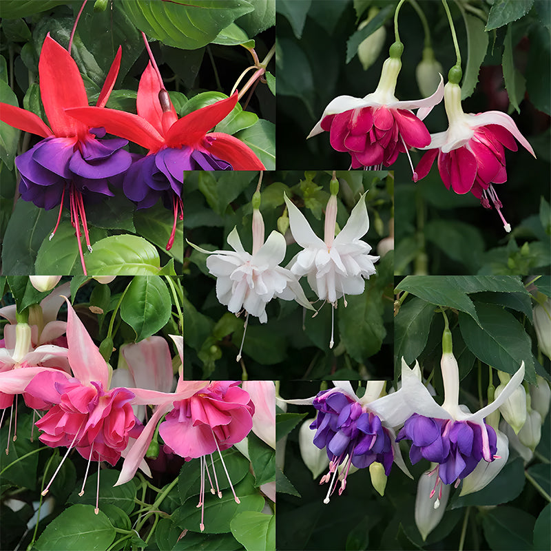 🌺Lantern Flower
