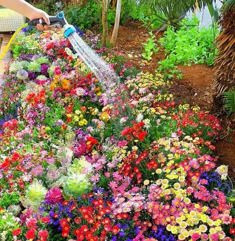 💐Multiple Flower Seeds