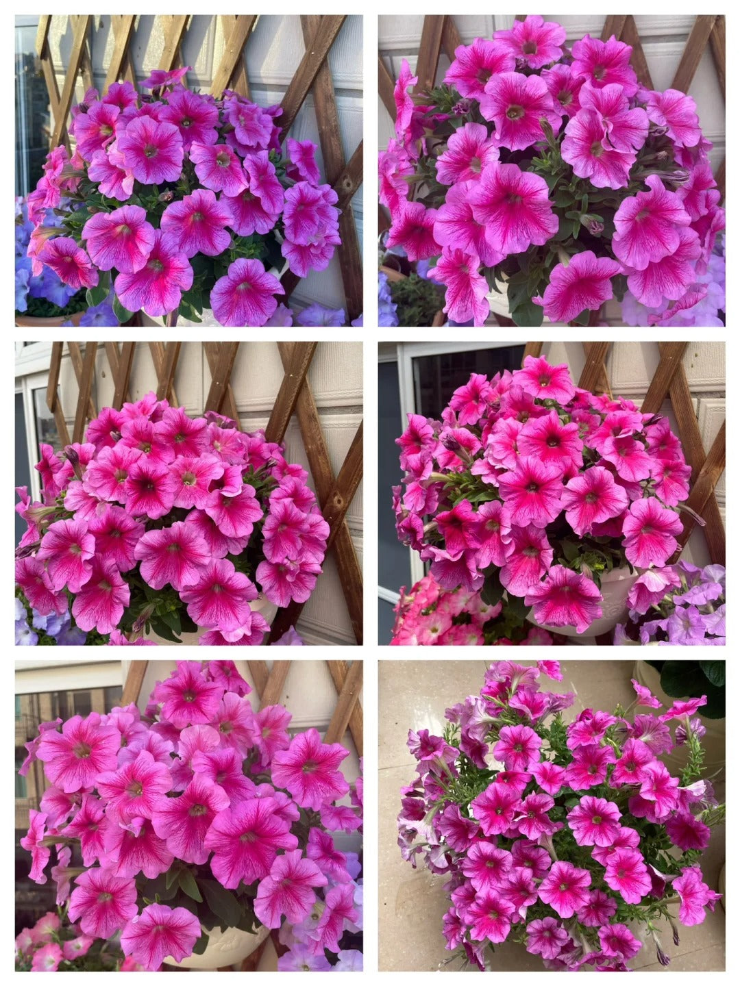 🌸The Latest Petunia Varieties In 2024