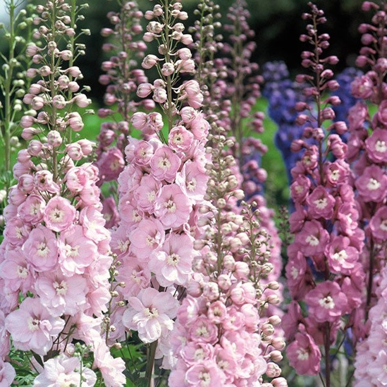 50+ seed Unique, Baby pink blooms Larkspur Seed