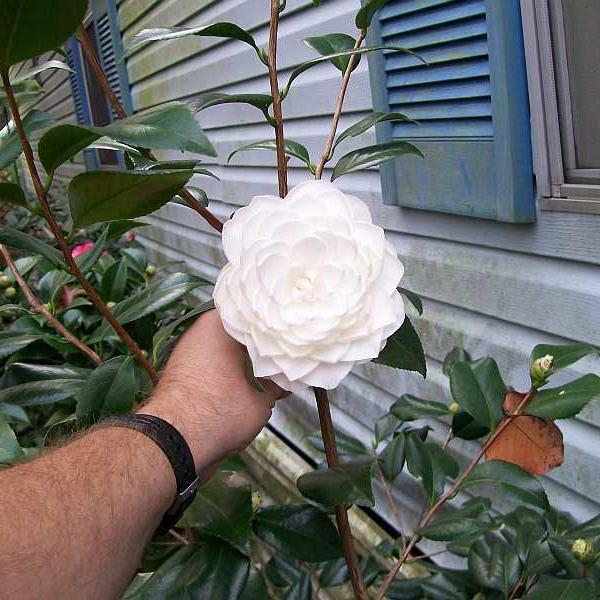 Camellia japonica seeds
