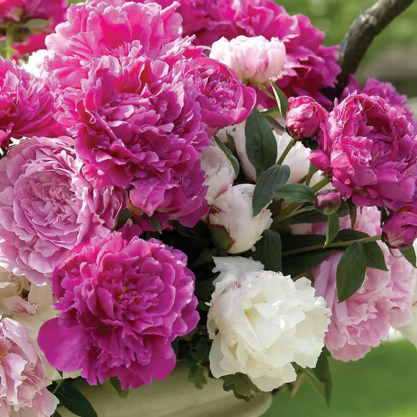 🌺 The Queen of Flowers—Double Petaled Piani