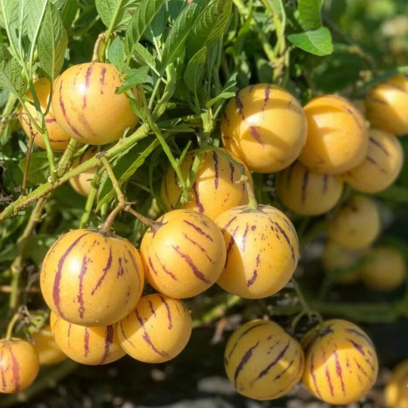 Solanum Muricatum Melon Pear Seeds
