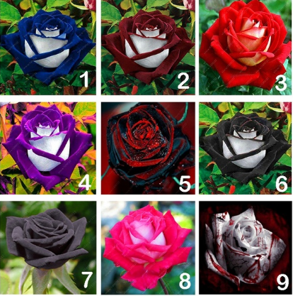20 Pcs/bag Black Rose Flower Colorful Rose Petals Plant Seeds for Home Garden