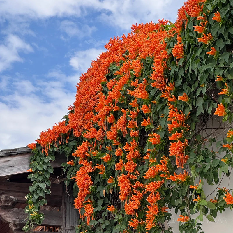 🏵️Pyrostegia Venusta Climing Flower Seeds