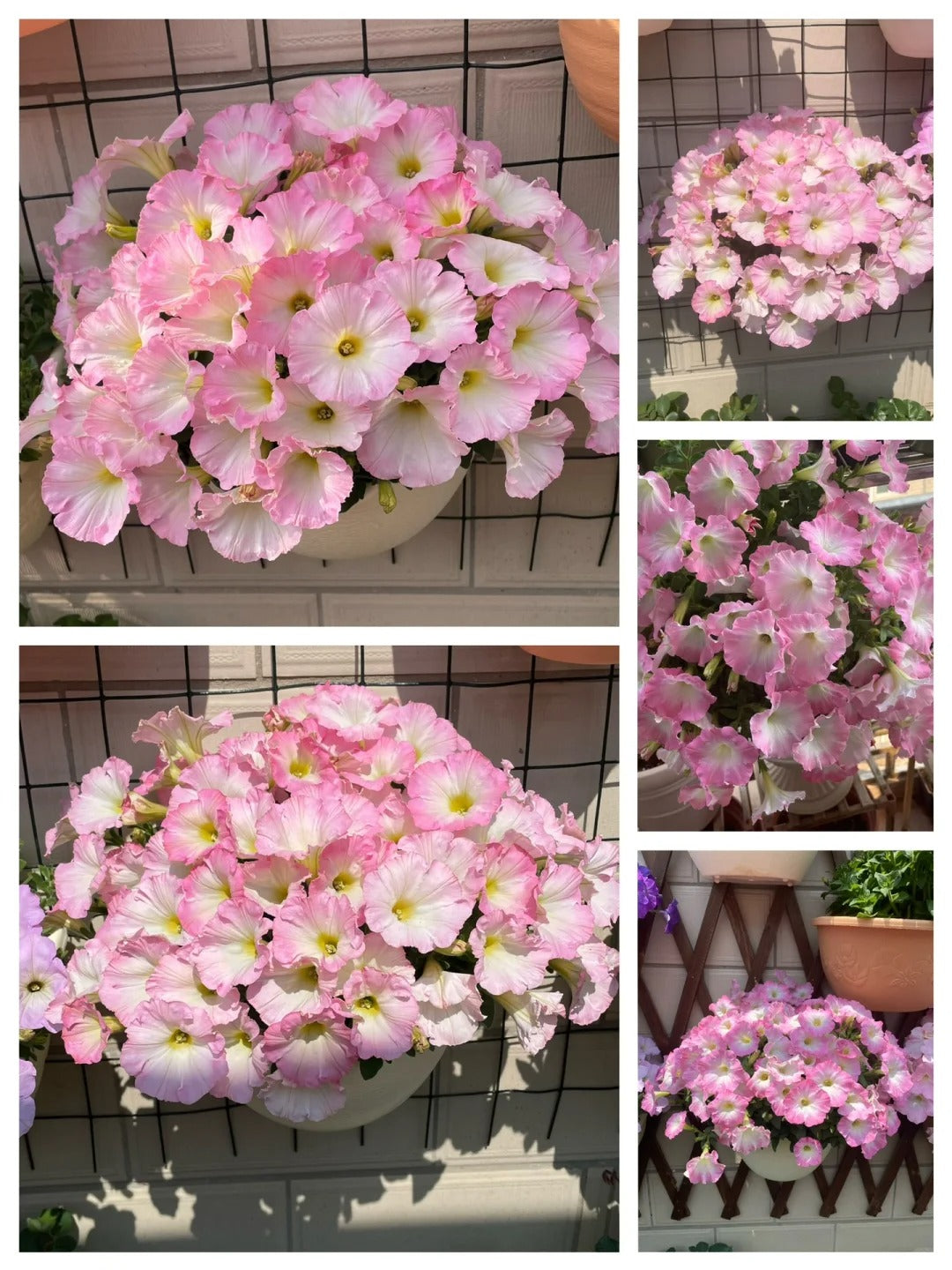 🌸The Latest Petunia Varieties In 2024