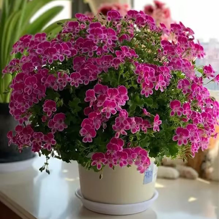 Angel's Eyes Perfume Geranium