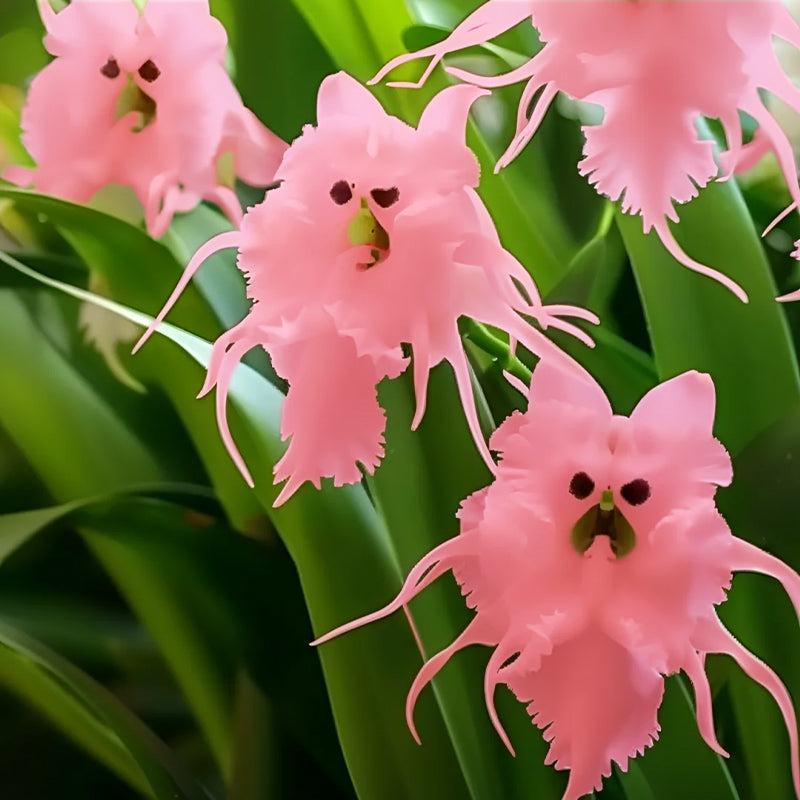🦊Multicolor Cat Face Orchid Seeds