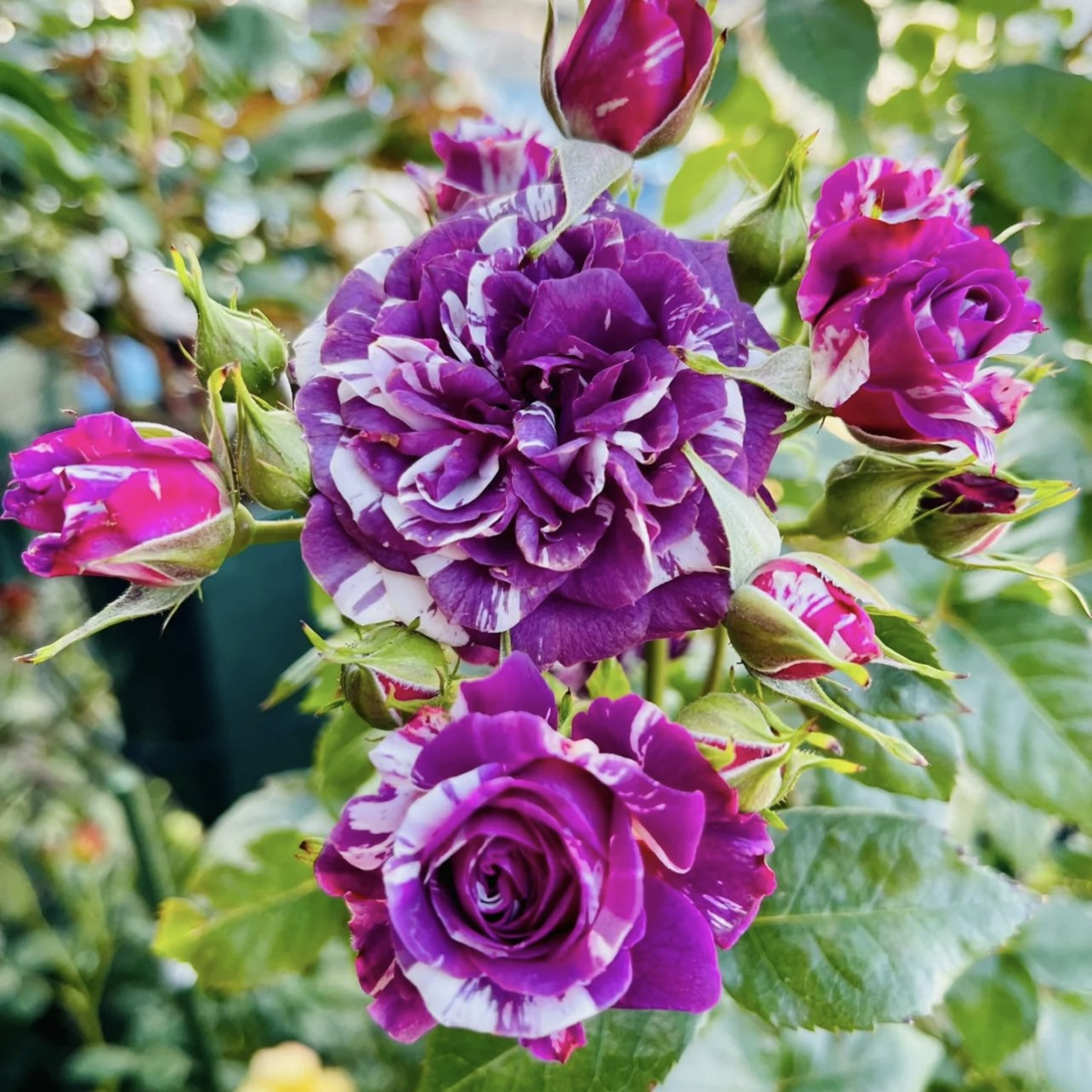 Rose Scented Jewel