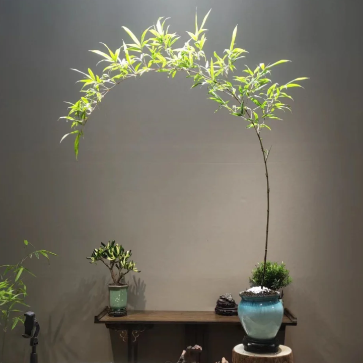 🎋Ornamental Miniature Purple Bamboo——“Lucky Feng Shui Bamboo”