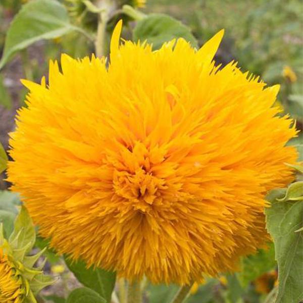 50 Seeds Teddy Bear Sunflower