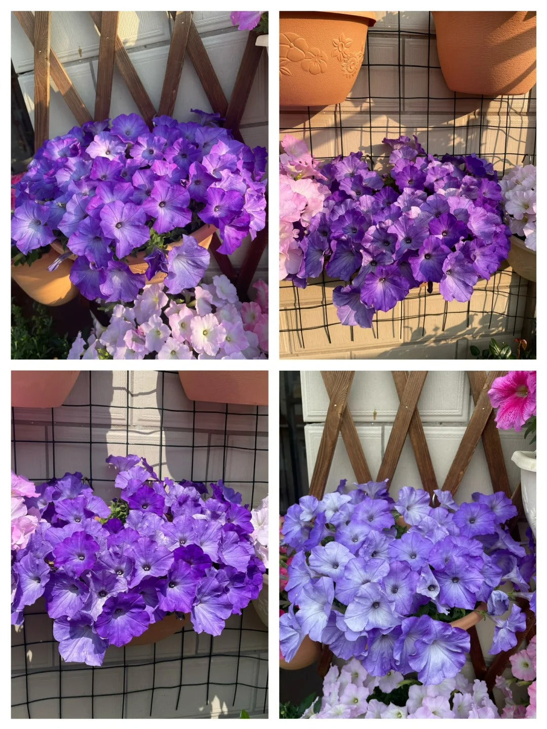 🌸The Latest Petunia Varieties In 2024