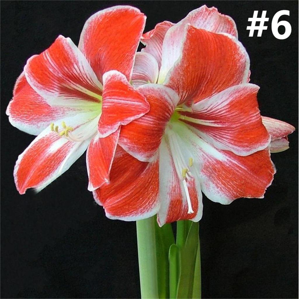 50pcs Hippeastrum Rutilum Seeds Bonsai Home Garden Balcony Plants