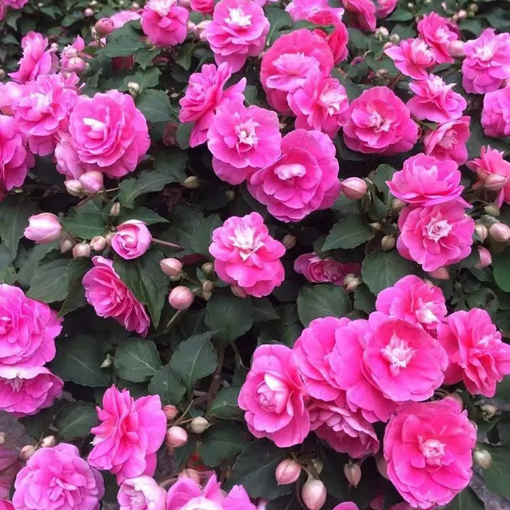 Double Impatiens Seeds - A Symphony of Petals in Nature's Garden