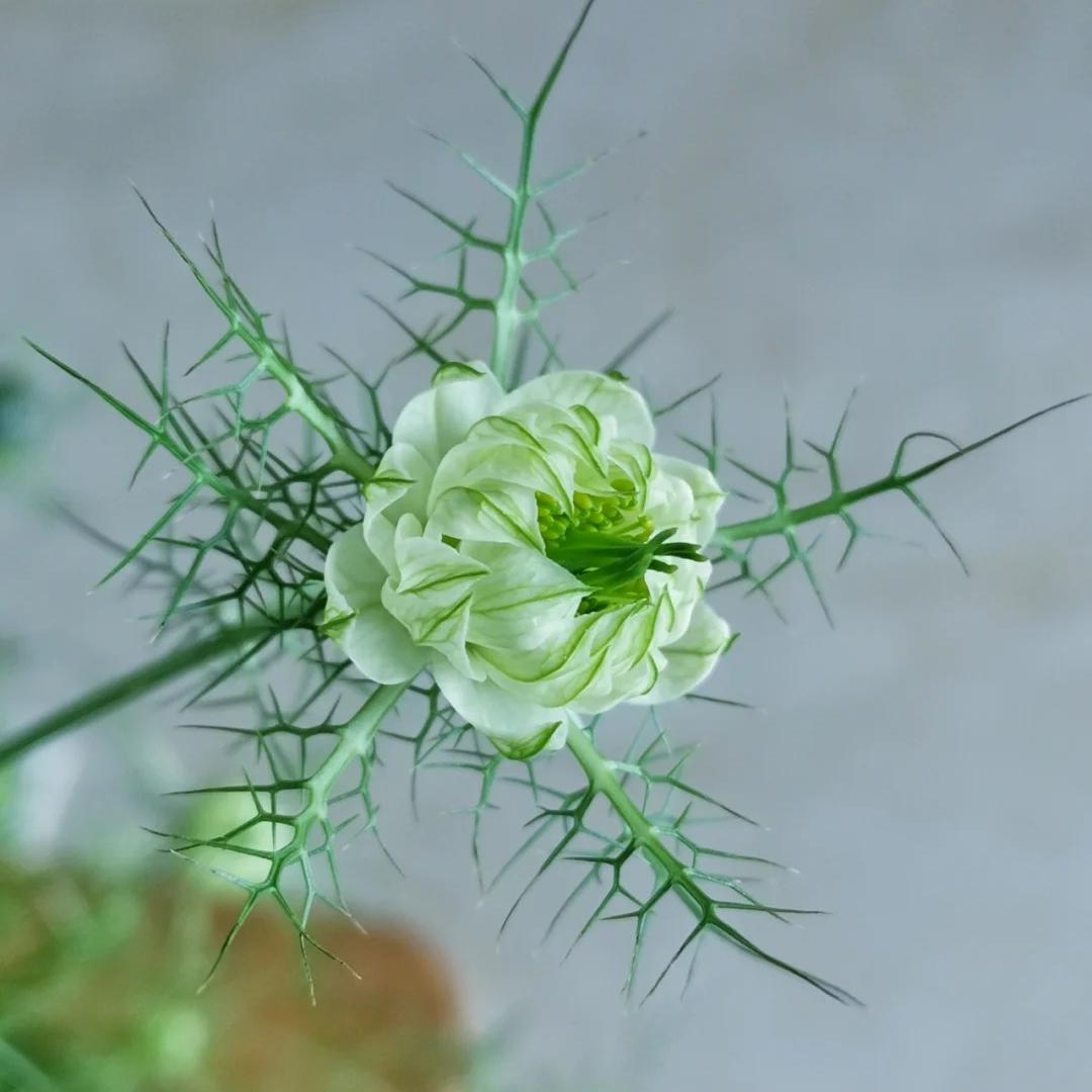 💚Green Nigella
