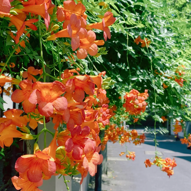 🧡Campsis Creeper - The First Choice In Summer