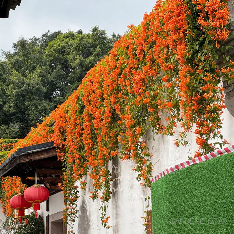 🏵️Pyrostegia Venusta Climing Flower Seeds