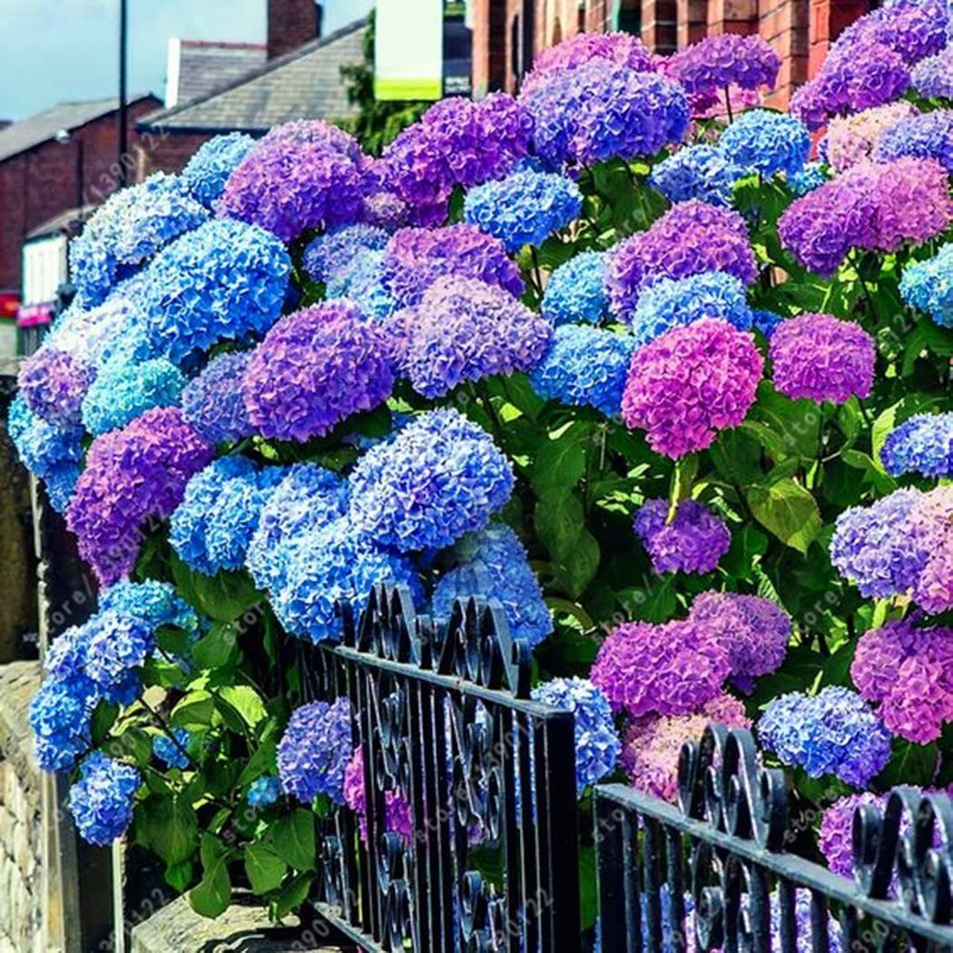 20 pcs/Pack Hydrangea Seed Bonsai Flower Seeds Hydrangea Perennial Garden Home