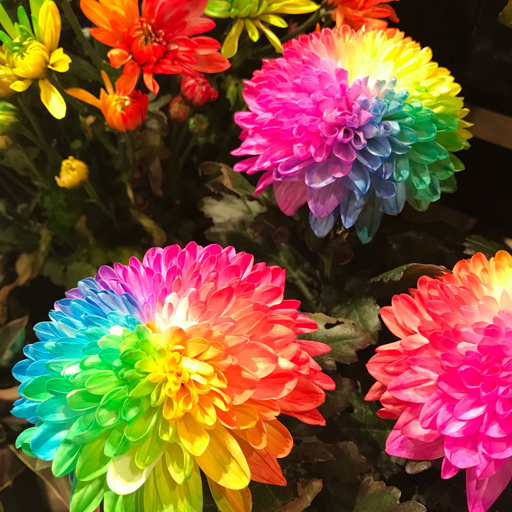 Rare Rainbow Chrysanthemum Garden Mums Seeds