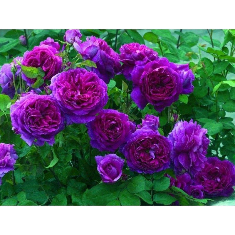 50pcs/Bag Climbing Rose Seeds