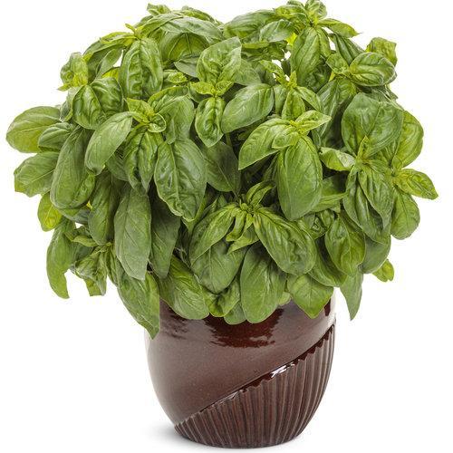 Pesto Besto Sweet Italian Basil