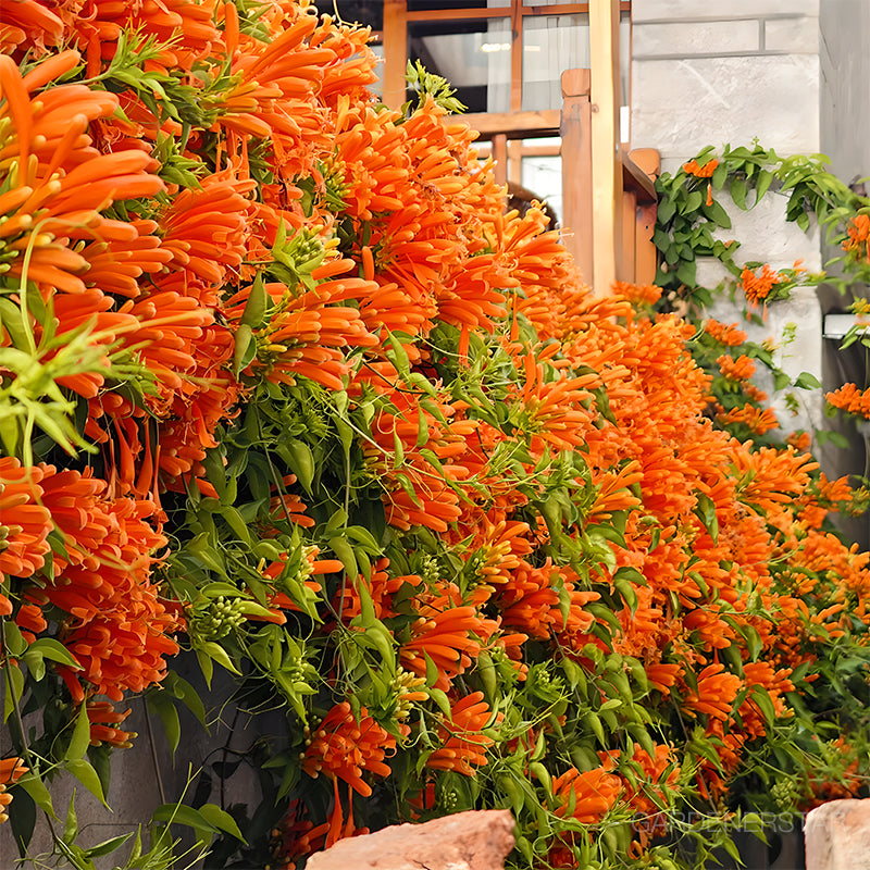 🏵️Pyrostegia Venusta Climing Flower Seeds