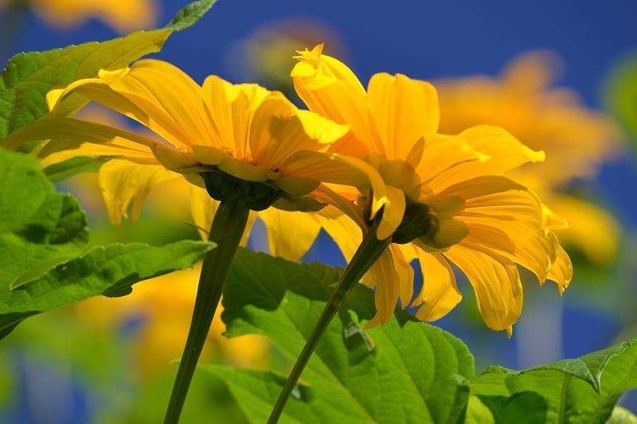 Mexican Sunflower Seeds - Yellow (Tithonia Speciosa Yellow Torch) Seeds.