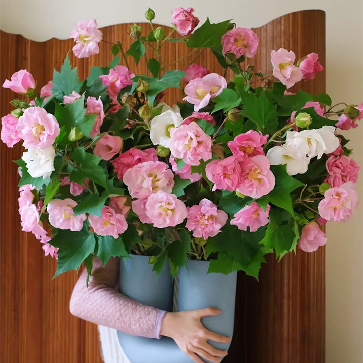 Color-changing Hibiscus Flower Seeds