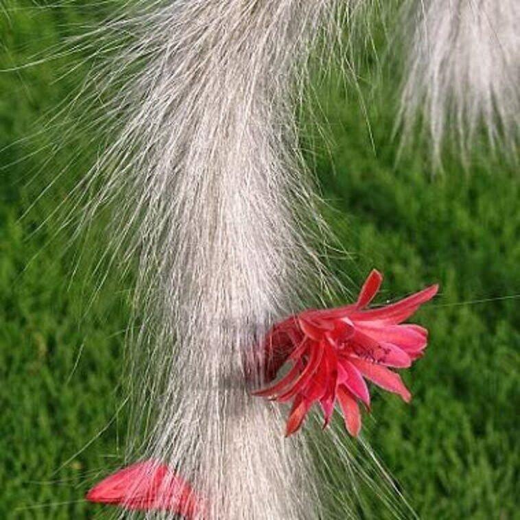 50Pcs Hildewintera Colademononis * Stunning Monkey Tail Cactus