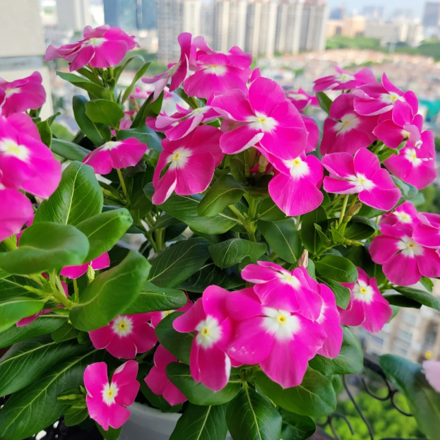 🌸Periwinkle—Blooms All Year Round