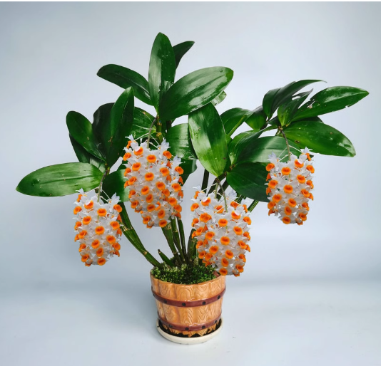 Dendrobium Orchid