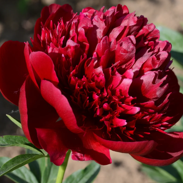 🌺Chinese Peony Flower Seeds—Mixed Color Plants—Home Garden Flower Seeds