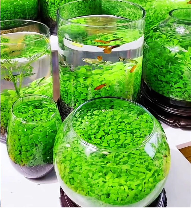 🌿Air Purifying Fish Tank Aquatic Plant Seeds