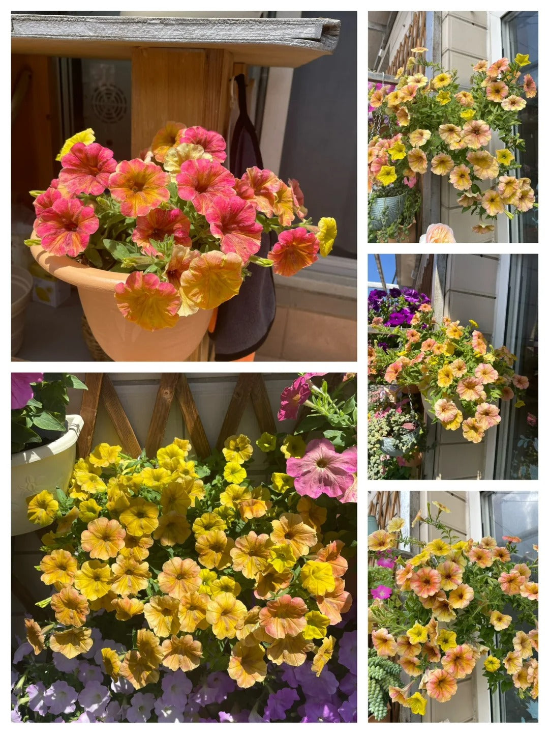 🌸The Latest Petunia Varieties In 2024