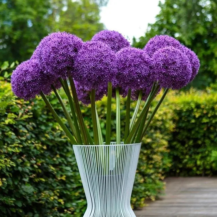 Giant Allium Giganteum Ornamental Onion Flower