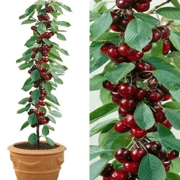 🍒Rainier Cherry Fruit Seeds(🌿99% Germination)