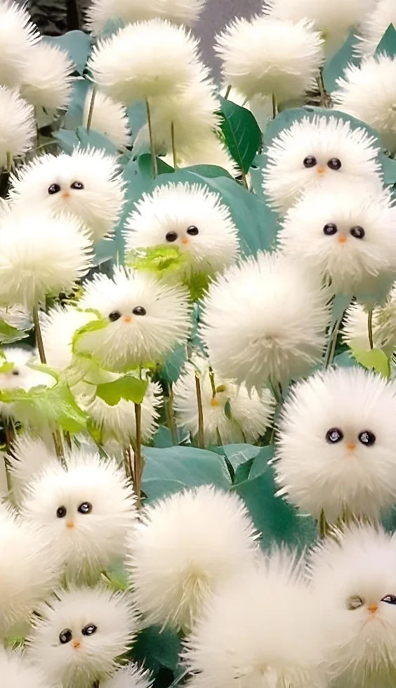 White cat's eye ball flower