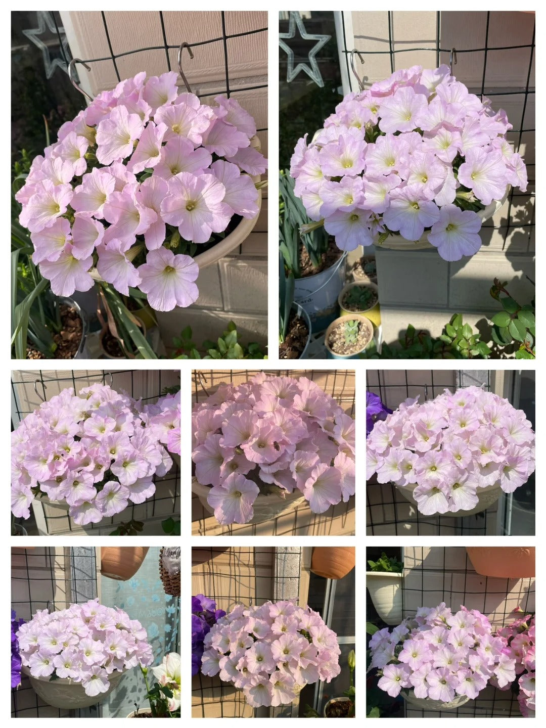 🌸The Latest Petunia Varieties In 2024