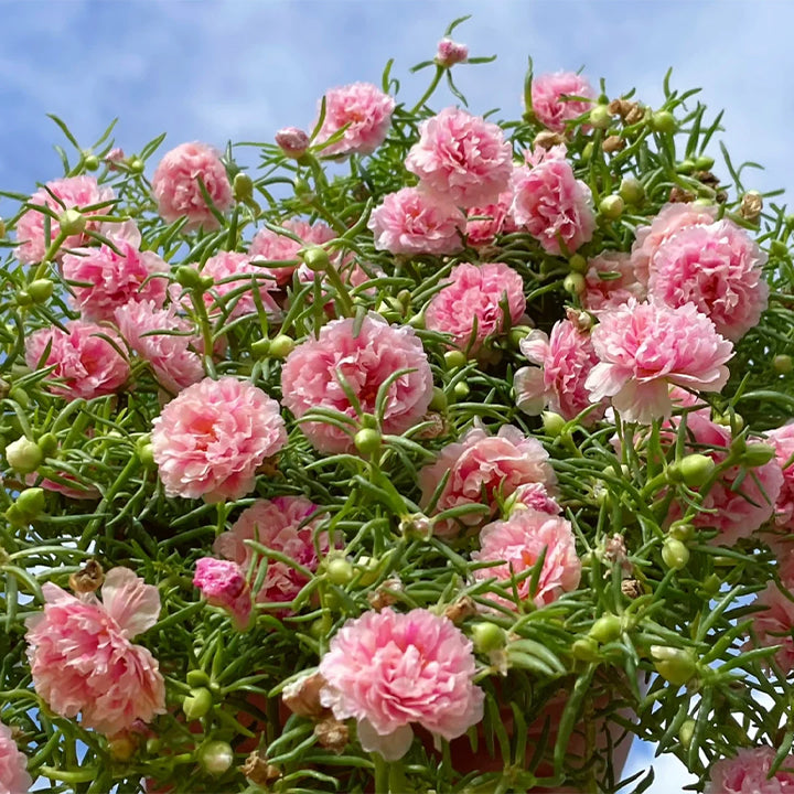 🌹Moss Rose—Immortal Flower