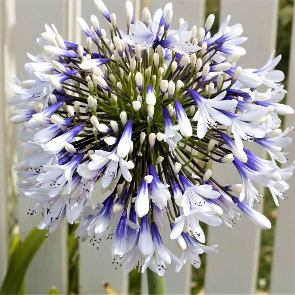 🎁New Year Sale🎁Agapanthus 'Twister'