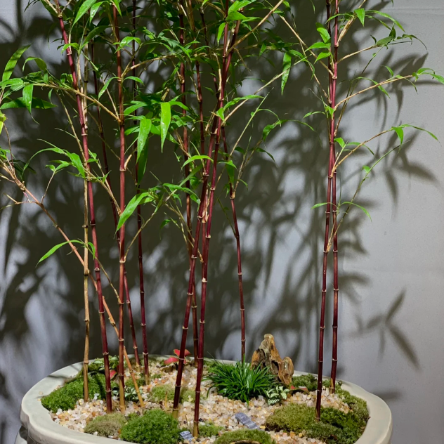 🎋Ornamental Miniature Purple Bamboo——“Lucky Feng Shui Bamboo”