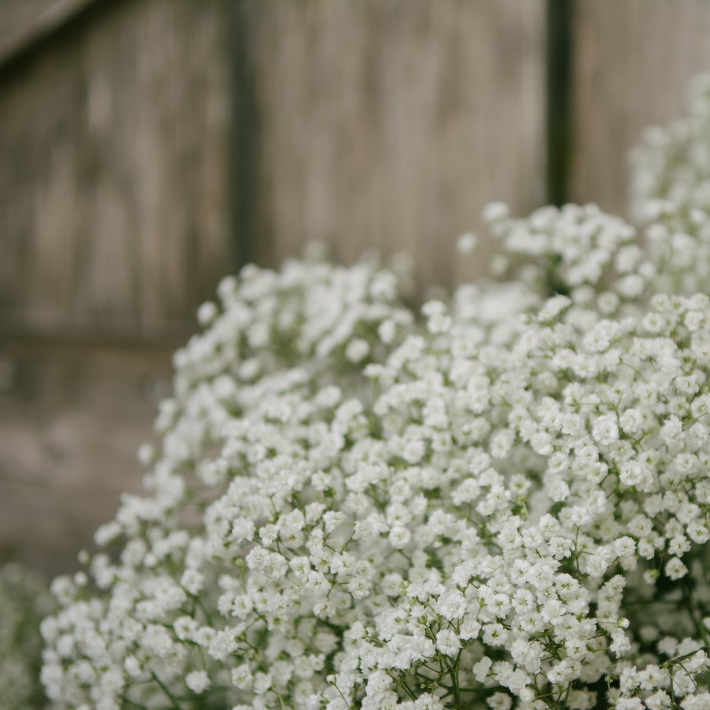 100pcs Gypsophila seeds Baby's Breath Gypsophila