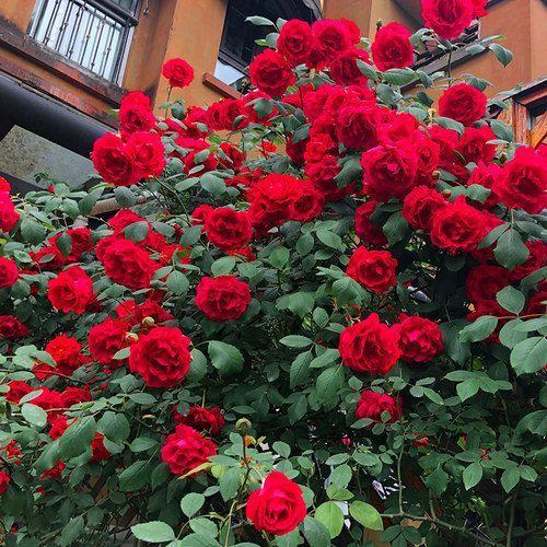 50pcs/Bag Climbing Rose Seeds
