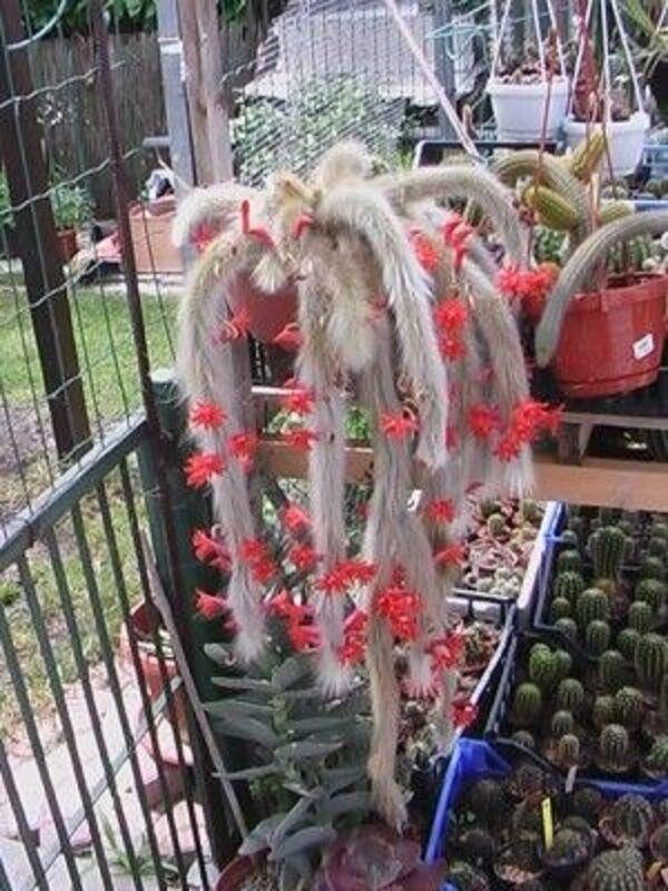 50Pcs Hildewintera Colademononis * Stunning Monkey Tail Cactus