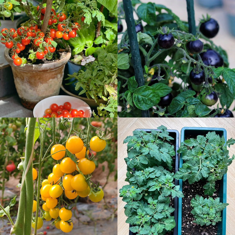 Dwarf Tomatos Seeds