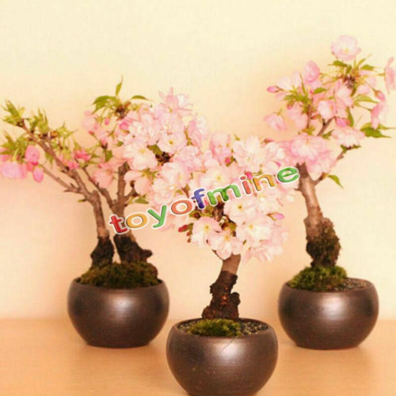 20PCS Cherry Bonsai Bonsai Tree Japanese New Blossoms Sakura seeds Flower Seeds