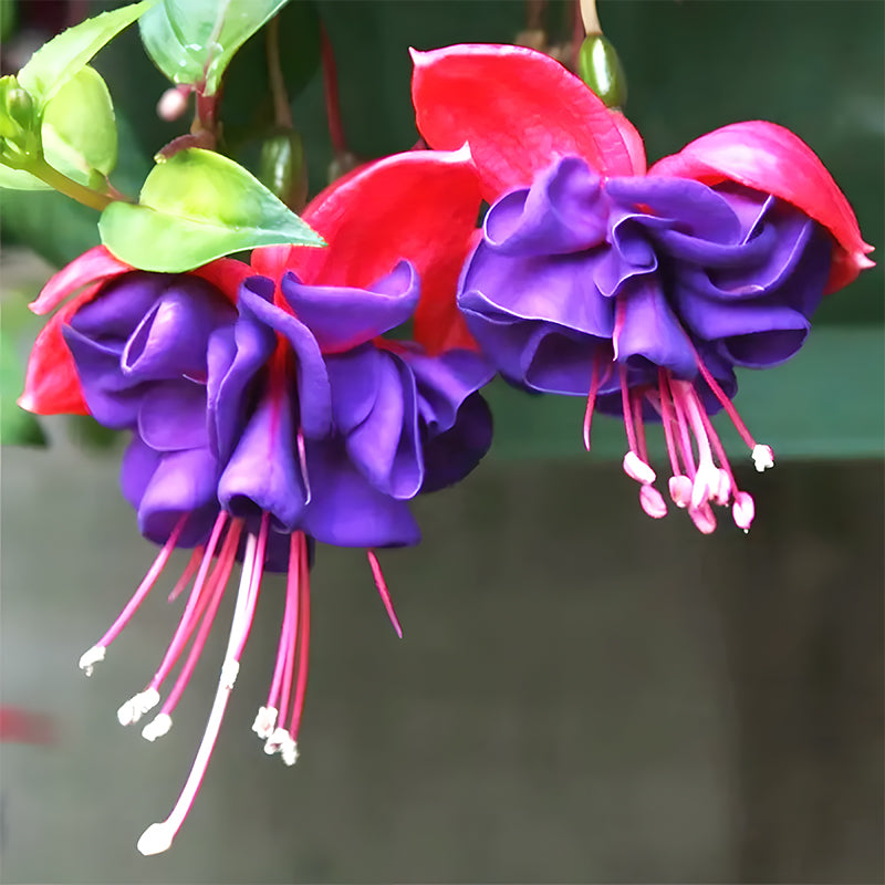 🌺Lantern Flower